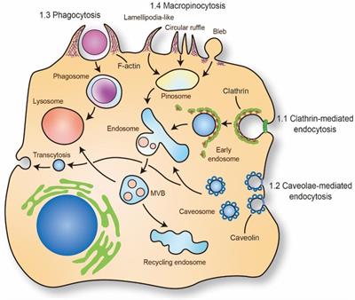 Biomechanics-mediated endocytosis in atherosclerosis